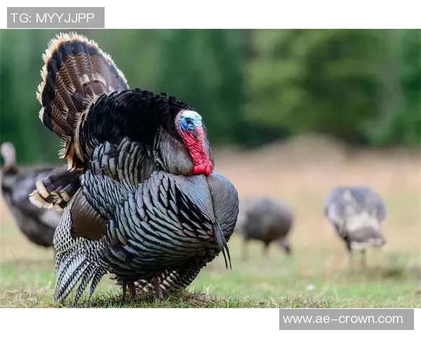 圣诞节美食对运动表现的潜在影响与理疗师的建议